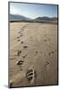 Tracks of a Grizzly Bear Family in the Mud Flats of Alsek Lake in Glacier Bay National Park, Alaska-Justin Bailie-Mounted Photographic Print