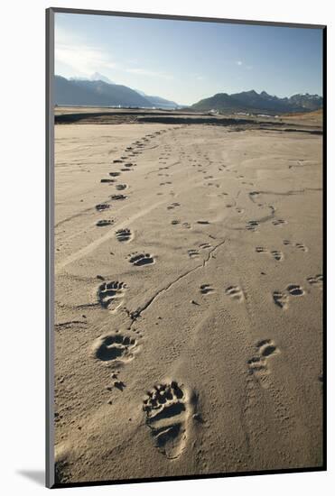 Tracks of a Grizzly Bear Family in the Mud Flats of Alsek Lake in Glacier Bay National Park, Alaska-Justin Bailie-Mounted Photographic Print