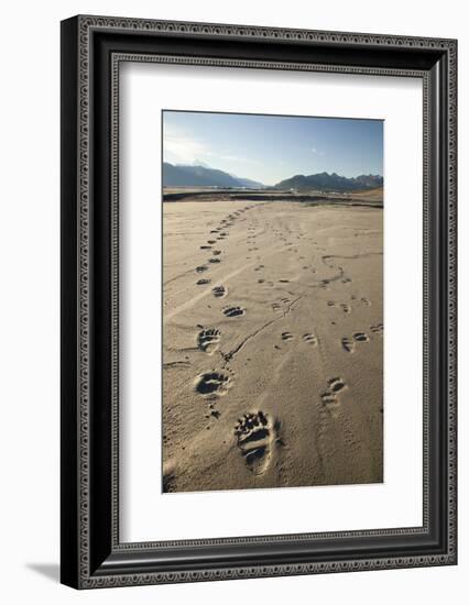 Tracks of a Grizzly Bear Family in the Mud Flats of Alsek Lake in Glacier Bay National Park, Alaska-Justin Bailie-Framed Photographic Print