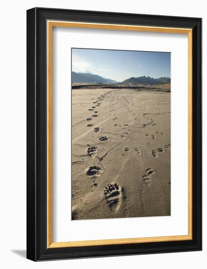 Tracks of a Grizzly Bear Family in the Mud Flats of Alsek Lake in Glacier Bay National Park, Alaska-Justin Bailie-Framed Photographic Print