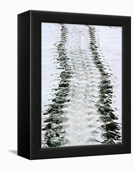 Tracks of a Pacific Green Turtle, Pacific Ocean, Galapagos Islands, Ecuador-Charles Sleicher-Framed Premier Image Canvas