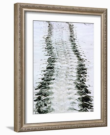 Tracks of a Pacific Green Turtle, Pacific Ocean, Galapagos Islands, Ecuador-Charles Sleicher-Framed Photographic Print