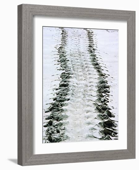 Tracks of a Pacific Green Turtle, Pacific Ocean, Galapagos Islands, Ecuador-Charles Sleicher-Framed Photographic Print