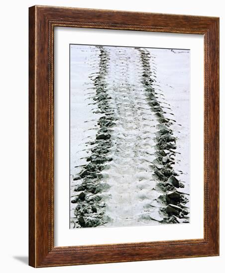 Tracks of a Pacific Green Turtle, Pacific Ocean, Galapagos Islands, Ecuador-Charles Sleicher-Framed Photographic Print