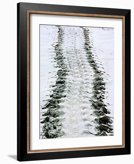 Tracks of a Pacific Green Turtle, Pacific Ocean, Galapagos Islands, Ecuador-Charles Sleicher-Framed Photographic Print