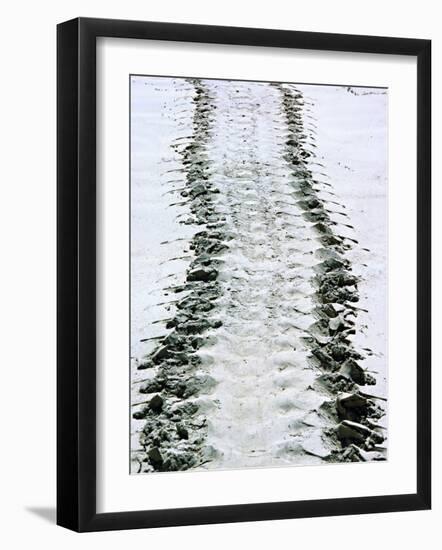 Tracks of a Pacific Green Turtle, Pacific Ocean, Galapagos Islands, Ecuador-Charles Sleicher-Framed Photographic Print