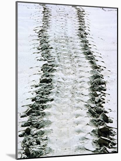 Tracks of a Pacific Green Turtle, Pacific Ocean, Galapagos Islands, Ecuador-Charles Sleicher-Mounted Photographic Print