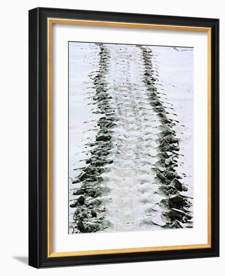 Tracks of a Pacific Green Turtle, Pacific Ocean, Galapagos Islands, Ecuador-Charles Sleicher-Framed Photographic Print