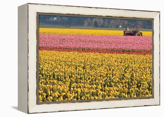 Tractor and Tulips I-Dana Styber-Framed Premier Image Canvas