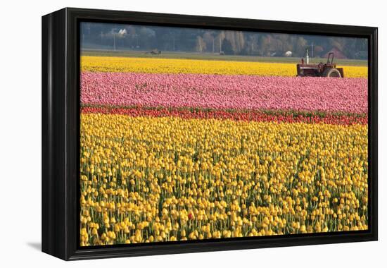 Tractor and Tulips I-Dana Styber-Framed Premier Image Canvas