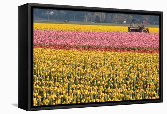 Tractor and Tulips I-Dana Styber-Framed Premier Image Canvas