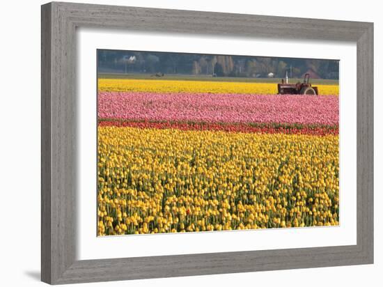 Tractor and Tulips I-Dana Styber-Framed Photographic Print