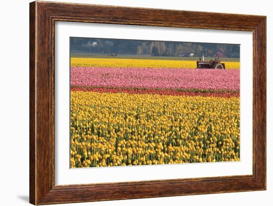 Tractor and Tulips I-Dana Styber-Framed Photographic Print