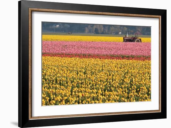 Tractor and Tulips I-Dana Styber-Framed Photographic Print