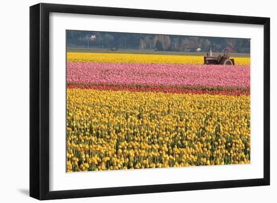 Tractor and Tulips I-Dana Styber-Framed Photographic Print