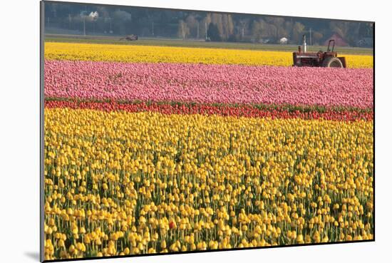 Tractor and Tulips I-Dana Styber-Mounted Photographic Print