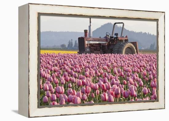 Tractor and Tulips II-Dana Styber-Framed Premier Image Canvas