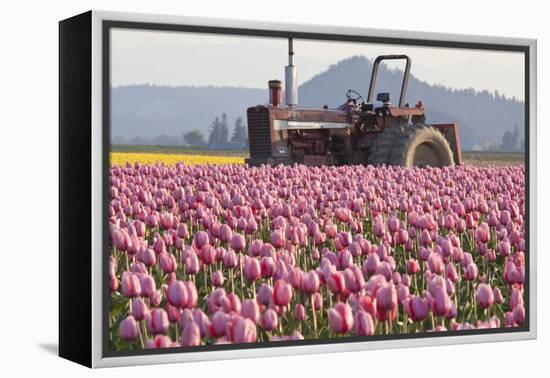 Tractor and Tulips II-Dana Styber-Framed Premier Image Canvas