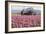 Tractor and Tulips II-Dana Styber-Framed Photographic Print