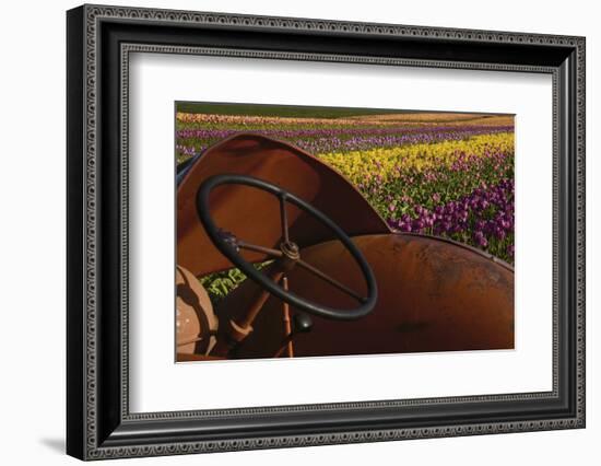 Tractor at the Tulip Festival, Woodburn, Oregon, USA-Michel Hersen-Framed Photographic Print