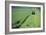 Tractor Cutting Grass for Silage-Jeremy Walker-Framed Photographic Print