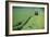 Tractor Cutting Grass for Silage-Jeremy Walker-Framed Photographic Print