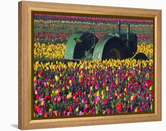 Tractor in the Tulip Field, Tulip Festival, Woodburn, Oregon, USA-Michel Hersen-Framed Premier Image Canvas