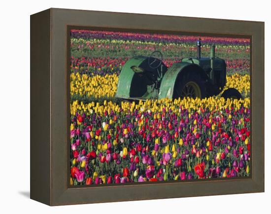 Tractor in the Tulip Field, Tulip Festival, Woodburn, Oregon, USA-Michel Hersen-Framed Premier Image Canvas