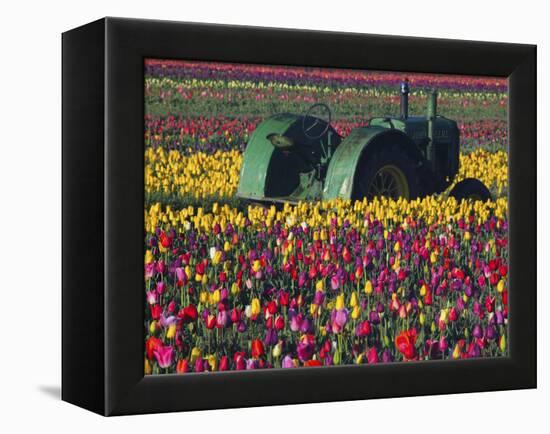 Tractor in the Tulip Field, Tulip Festival, Woodburn, Oregon, USA-Michel Hersen-Framed Premier Image Canvas