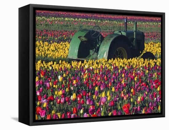 Tractor in the Tulip Field, Tulip Festival, Woodburn, Oregon, USA-Michel Hersen-Framed Premier Image Canvas