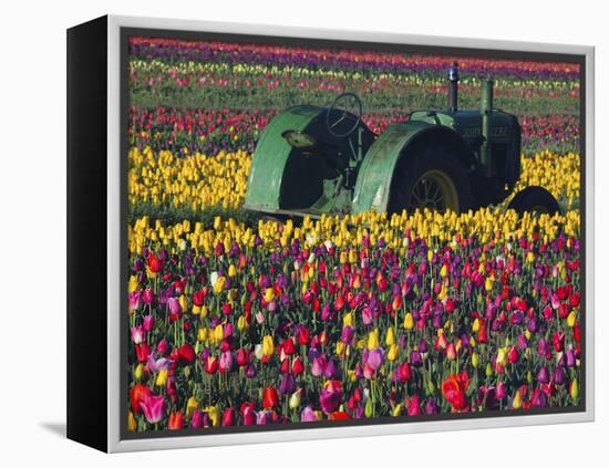 Tractor in the Tulip Field, Tulip Festival, Woodburn, Oregon, USA-Michel Hersen-Framed Premier Image Canvas