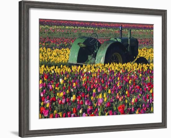 Tractor in the Tulip Field, Tulip Festival, Woodburn, Oregon, USA-Michel Hersen-Framed Photographic Print