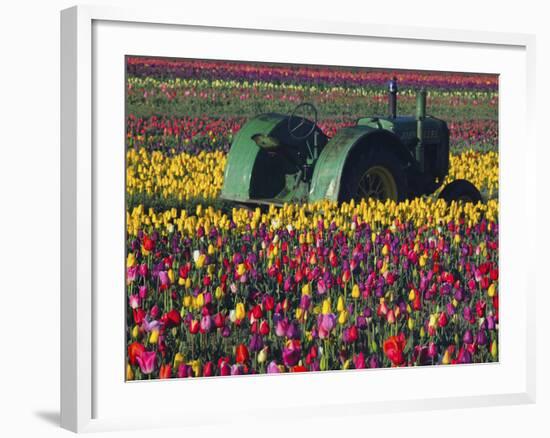 Tractor in the Tulip Field, Tulip Festival, Woodburn, Oregon, USA-Michel Hersen-Framed Photographic Print