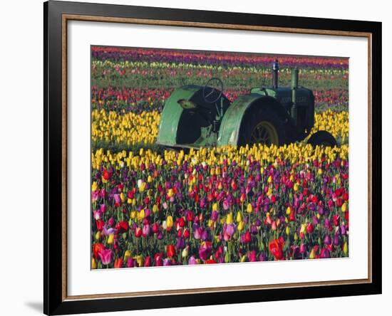 Tractor in the Tulip Field, Tulip Festival, Woodburn, Oregon, USA-Michel Hersen-Framed Photographic Print