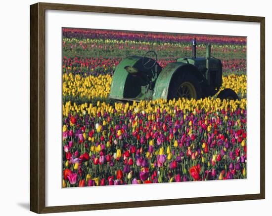 Tractor in the Tulip Field, Tulip Festival, Woodburn, Oregon, USA-Michel Hersen-Framed Photographic Print