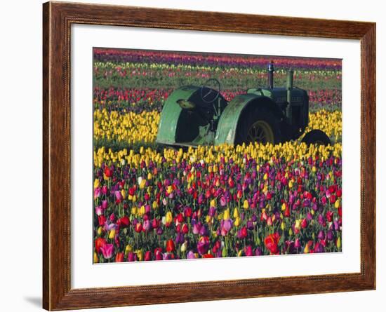 Tractor in the Tulip Field, Tulip Festival, Woodburn, Oregon, USA-Michel Hersen-Framed Photographic Print