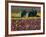 Tractor in the Tulip Field, Tulip Festival, Woodburn, Oregon, USA-Michel Hersen-Framed Photographic Print