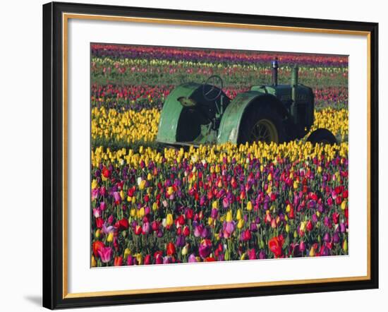 Tractor in the Tulip Field, Tulip Festival, Woodburn, Oregon, USA-Michel Hersen-Framed Photographic Print