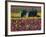 Tractor in the Tulip Field, Tulip Festival, Woodburn, Oregon, USA-Michel Hersen-Framed Photographic Print