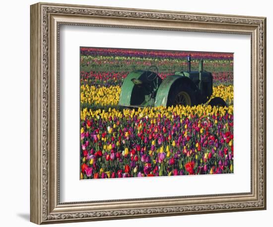 Tractor in the Tulip Field, Tulip Festival, Woodburn, Oregon, USA-Michel Hersen-Framed Photographic Print