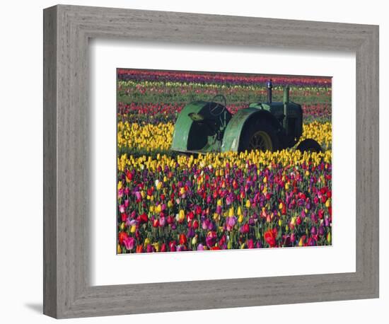 Tractor in the Tulip Field, Tulip Festival, Woodburn, Oregon, USA-Michel Hersen-Framed Photographic Print