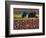 Tractor in the Tulip Field, Tulip Festival, Woodburn, Oregon, USA-Michel Hersen-Framed Photographic Print