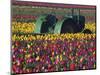 Tractor in the Tulip Field, Tulip Festival, Woodburn, Oregon, USA-Michel Hersen-Mounted Photographic Print