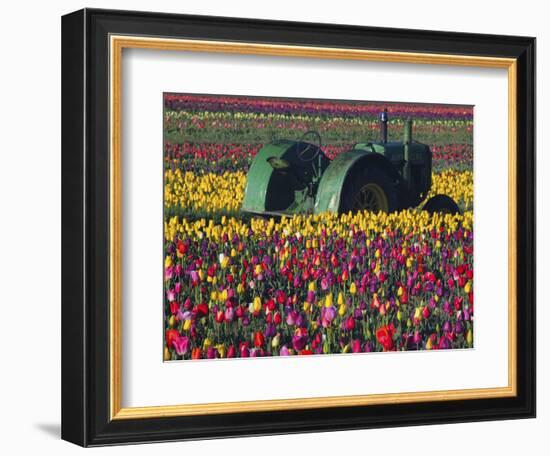 Tractor in the Tulip Field, Tulip Festival, Woodburn, Oregon, USA-Michel Hersen-Framed Photographic Print