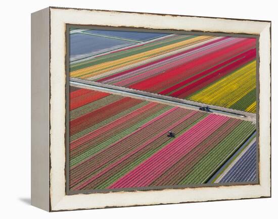 Tractor in Tulip Fields, North Holland, Netherlands-Peter Adams-Framed Premier Image Canvas