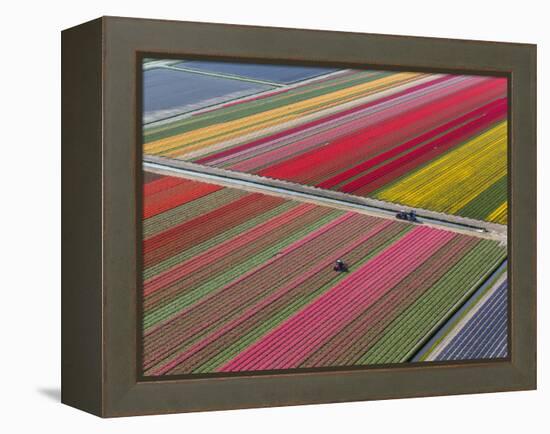 Tractor in Tulip Fields, North Holland, Netherlands-Peter Adams-Framed Premier Image Canvas