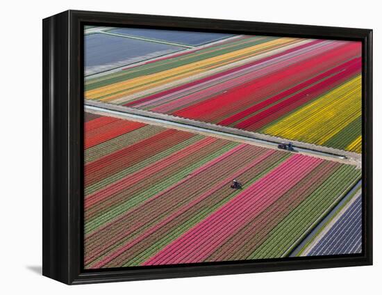 Tractor in Tulip Fields, North Holland, Netherlands-Peter Adams-Framed Premier Image Canvas