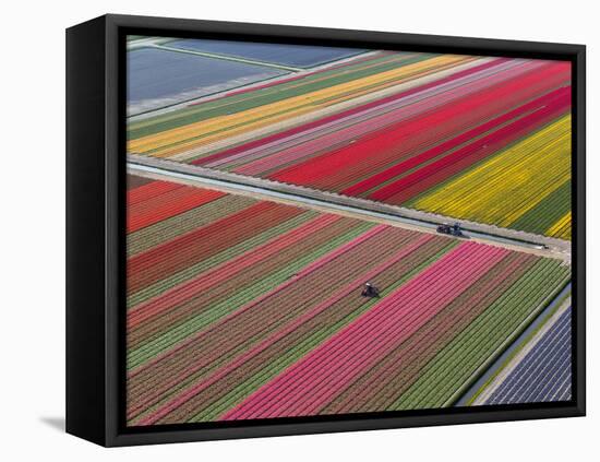 Tractor in Tulip Fields, North Holland, Netherlands-Peter Adams-Framed Premier Image Canvas