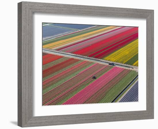 Tractor in Tulip Fields, North Holland, Netherlands-Peter Adams-Framed Photographic Print