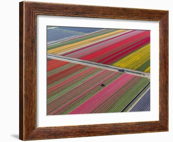 Tractor in Tulip Fields, North Holland, Netherlands-Peter Adams-Framed Photographic Print